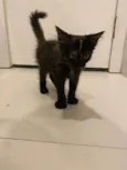 Gordinho 