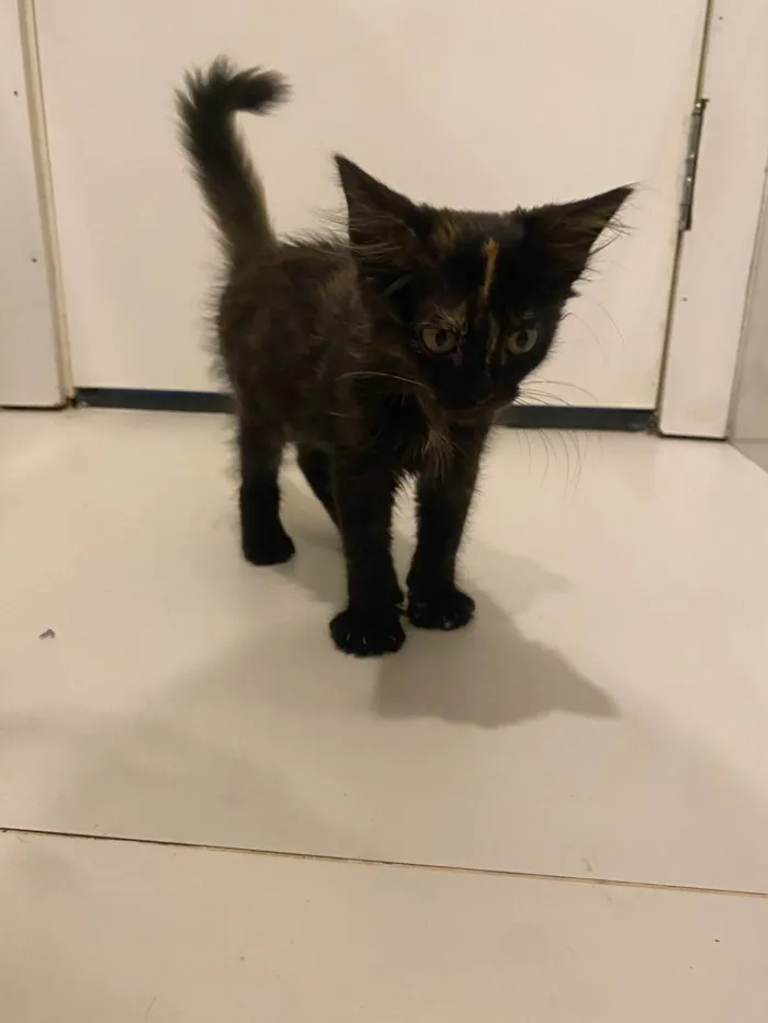 Gato ra a  idade 1 ano nome Gordinho 