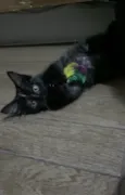 Gordinho 