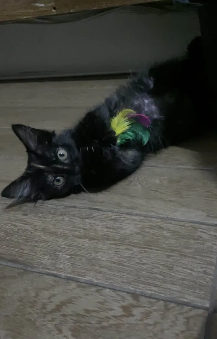 Gato ra a  idade 1 ano nome Gordinho 