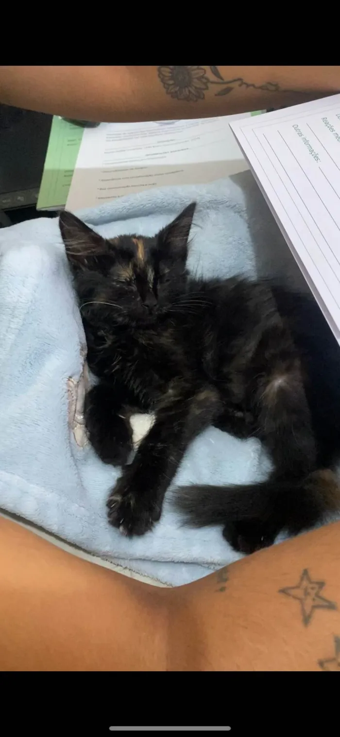 Gato ra a  idade 1 ano nome Gordinho 
