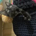 Gordinho 