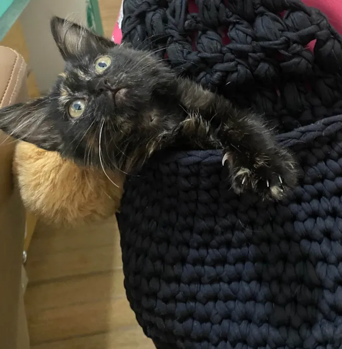 Gato ra a  idade 1 ano nome Gordinho 