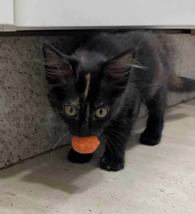 Gato ra a SRD-ViraLata idade Abaixo de 2 meses nome Lua