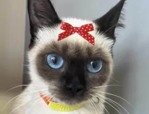 Gato raça Siamesa  idade 7 a 11 meses nome Nicoly 
