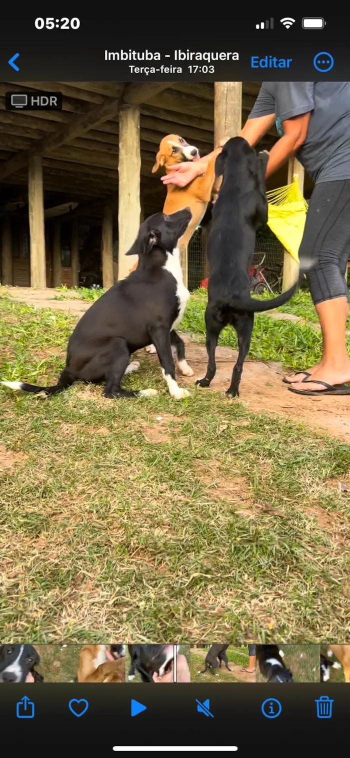 Cachorro ra a Border Collie idade 7 a 11 meses nome ADOTE AMOR