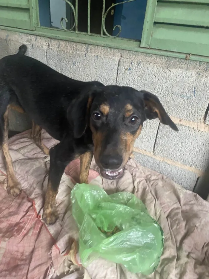 Cachorro ra a SRD-ViraLata idade 7 a 11 meses nome Pretinho 