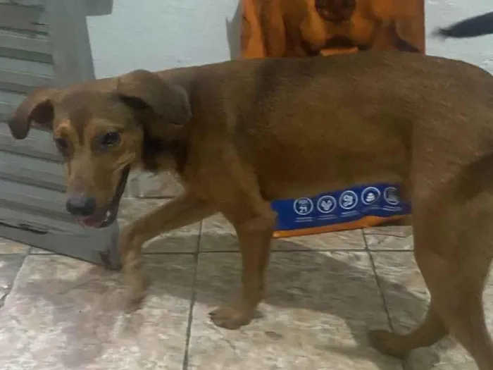 Cachorro ra a SRD-ViraLata idade 7 a 11 meses nome Lokão