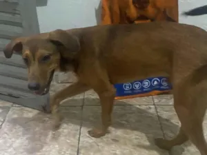 Cachorro raça SRD-ViraLata idade 7 a 11 meses nome Lokão