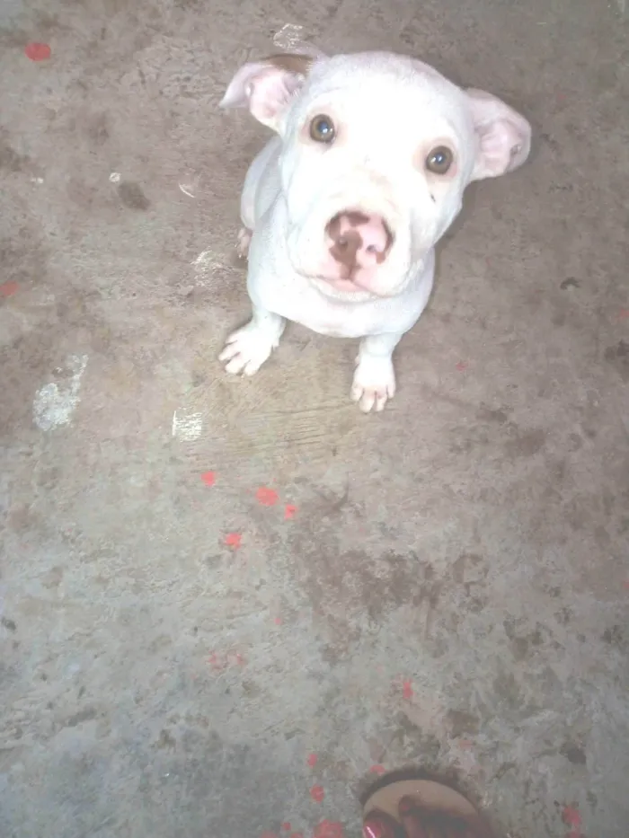 Cachorro ra a Pitbull idade 2 a 6 meses nome Apolo