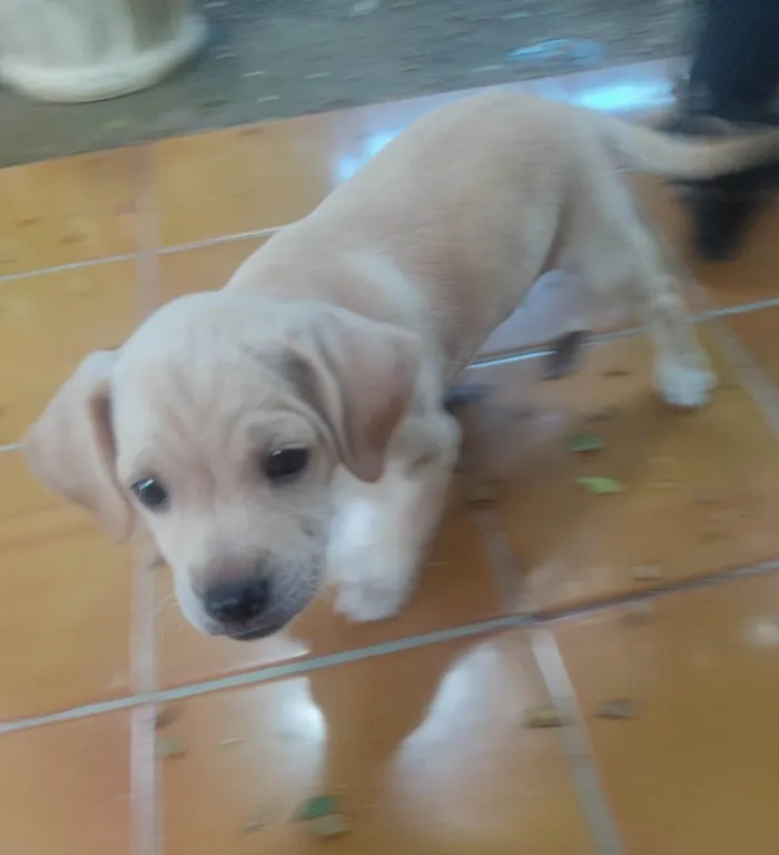 Cachorro ra a SRD-ViraLata idade Abaixo de 2 meses nome Sem nome 