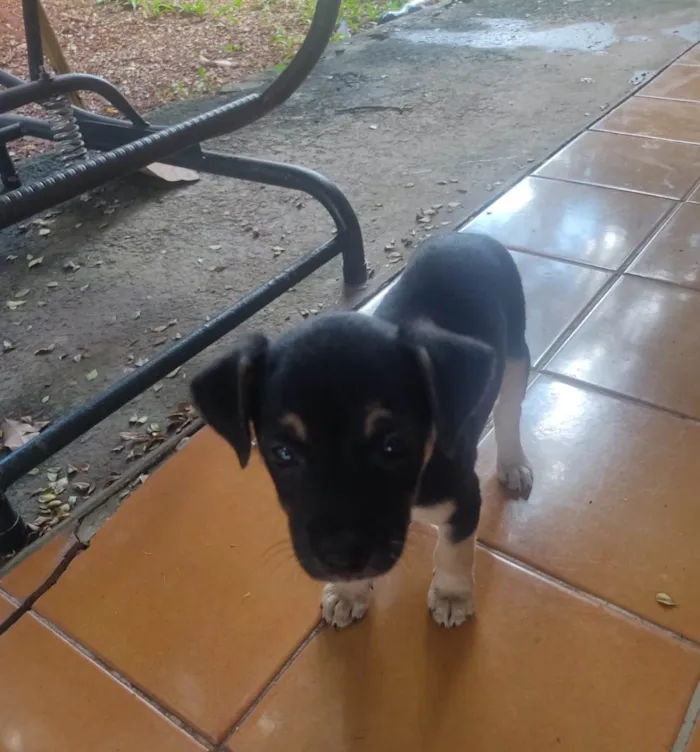 Cachorro ra a SRD-ViraLata idade Abaixo de 2 meses nome Sem nome 