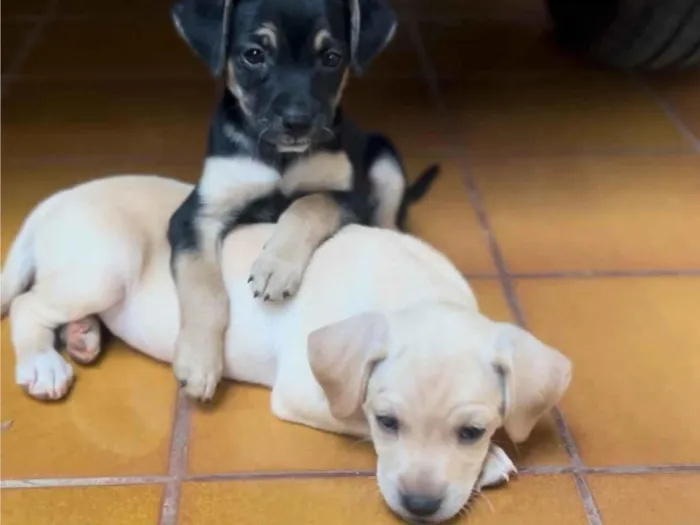 Cachorro ra a SRD-ViraLata idade Abaixo de 2 meses nome Sem nome 