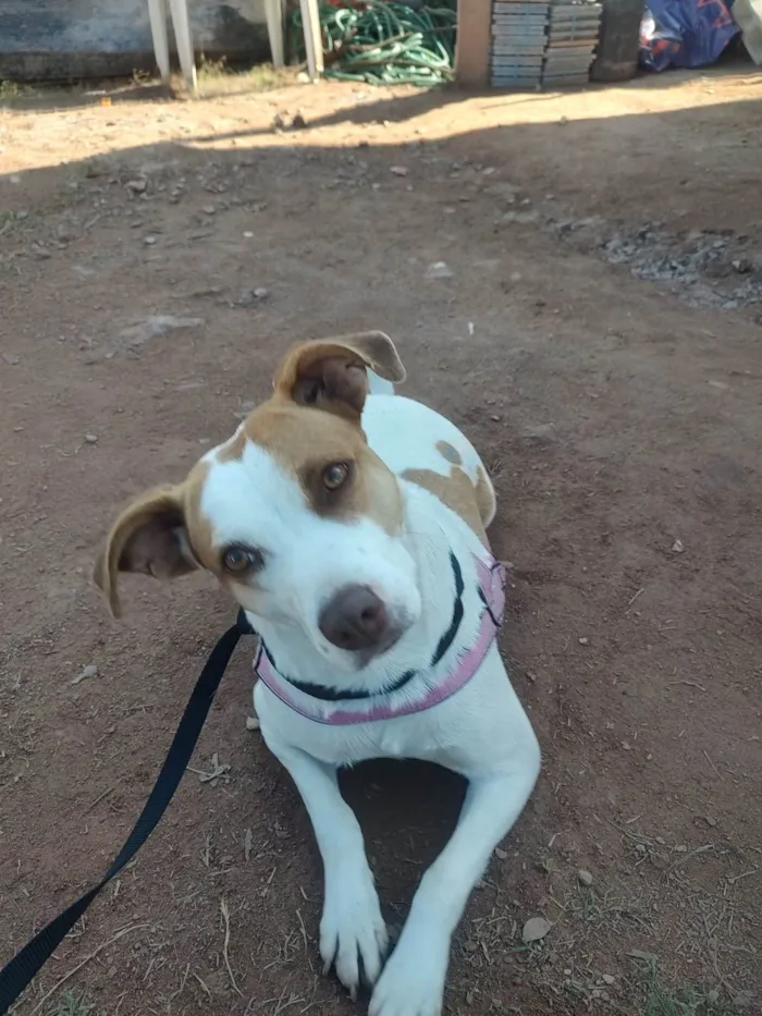 Cachorro ra a SRD-ViraLata idade 1 ano nome MARGARIDA