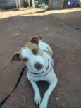 MARGARIDA