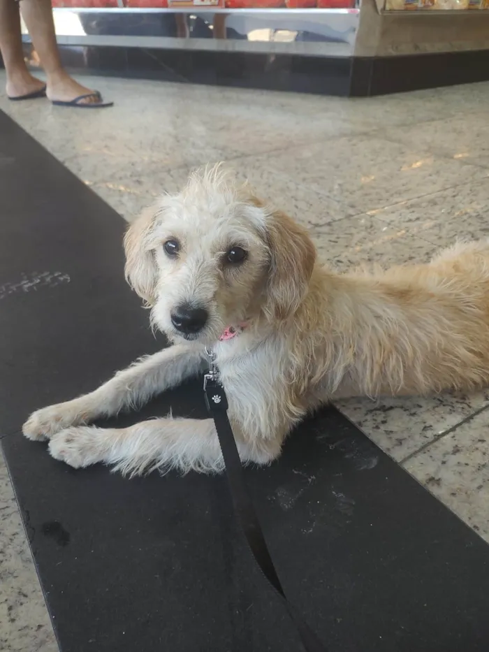 Cachorro ra a SRD-ViraLata idade 1 ano nome Branquinha