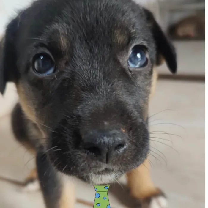 Cachorro ra a Mestico  idade Abaixo de 2 meses nome Dino 