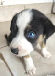 Léo