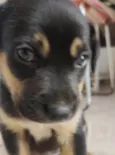 Theo