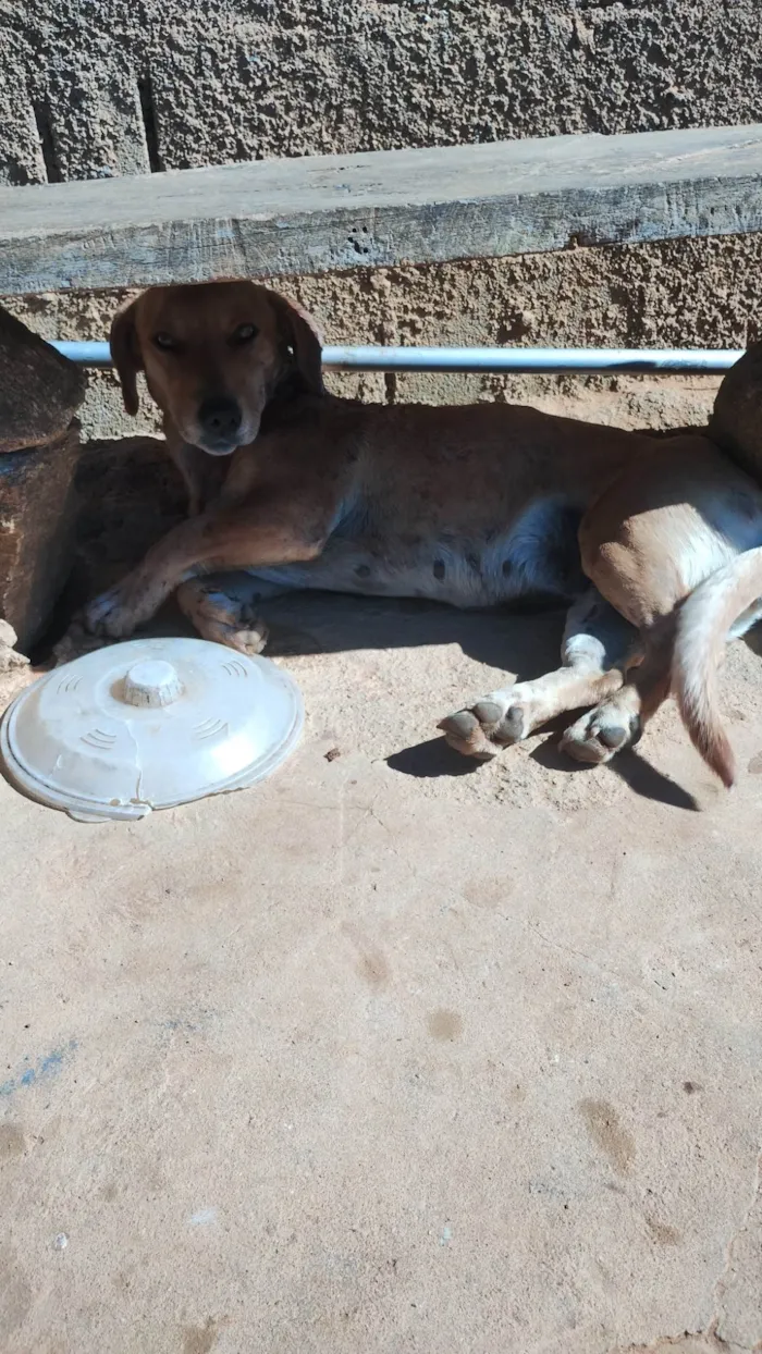 Cachorro ra a SRD-ViraLata idade 1 ano nome Maria,julga,belinha, Catarina,diana