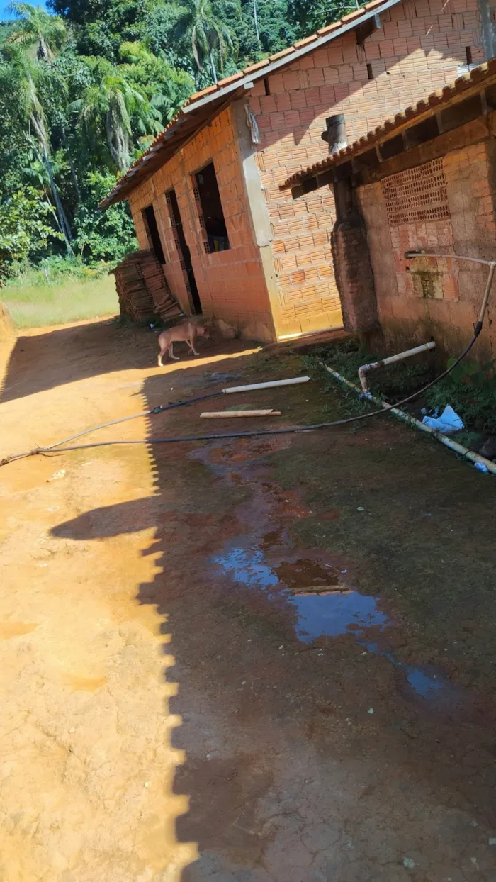 Cachorro ra a SRD-ViraLata idade 1 ano nome Julha