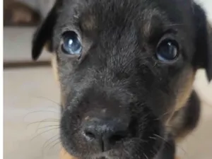 Cachorro raça Mestico  idade Abaixo de 2 meses nome Dino 