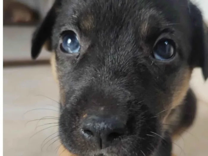 Cachorro ra a Mestico  idade Abaixo de 2 meses nome Dino 