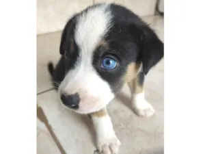 Cachorro raça Mestico  idade Abaixo de 2 meses nome Léo 