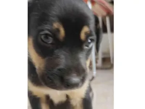 Cachorro raça Mestico  idade Abaixo de 2 meses nome Theo 