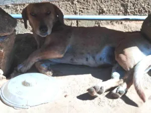 Cachorro raça SRD-ViraLata idade 1 ano nome Maria,julga,belinha, Catarina,diana