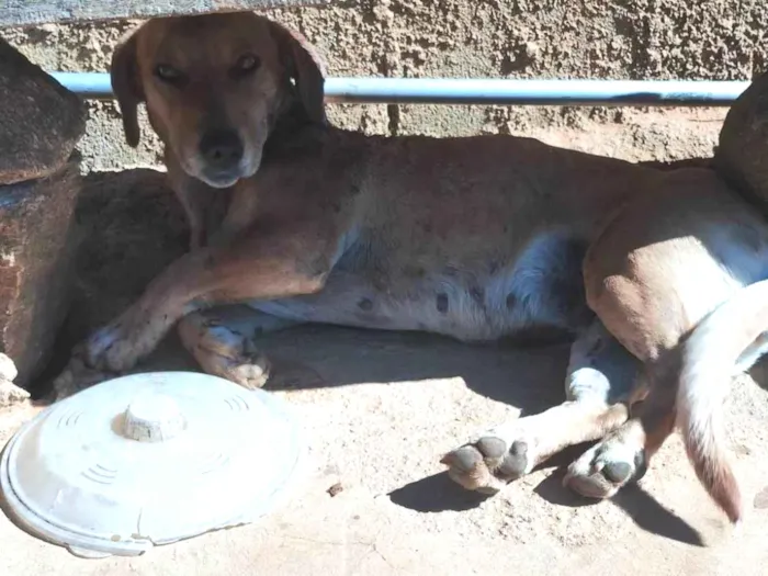 Cachorro ra a SRD-ViraLata idade 1 ano nome Maria,julga,belinha, Catarina,diana