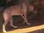 Cachorro raça SRD-ViraLata idade 1 ano nome Julha