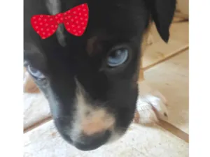 Cachorro raça Mestica  idade Abaixo de 2 meses nome Tina 