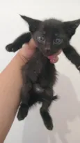 Gatinhos