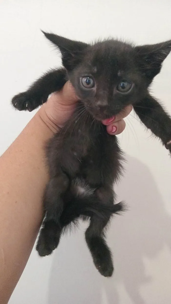 Gato ra a  idade 2 a 6 meses nome Gatinhos