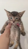 Gatinhos