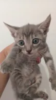Gatinhos