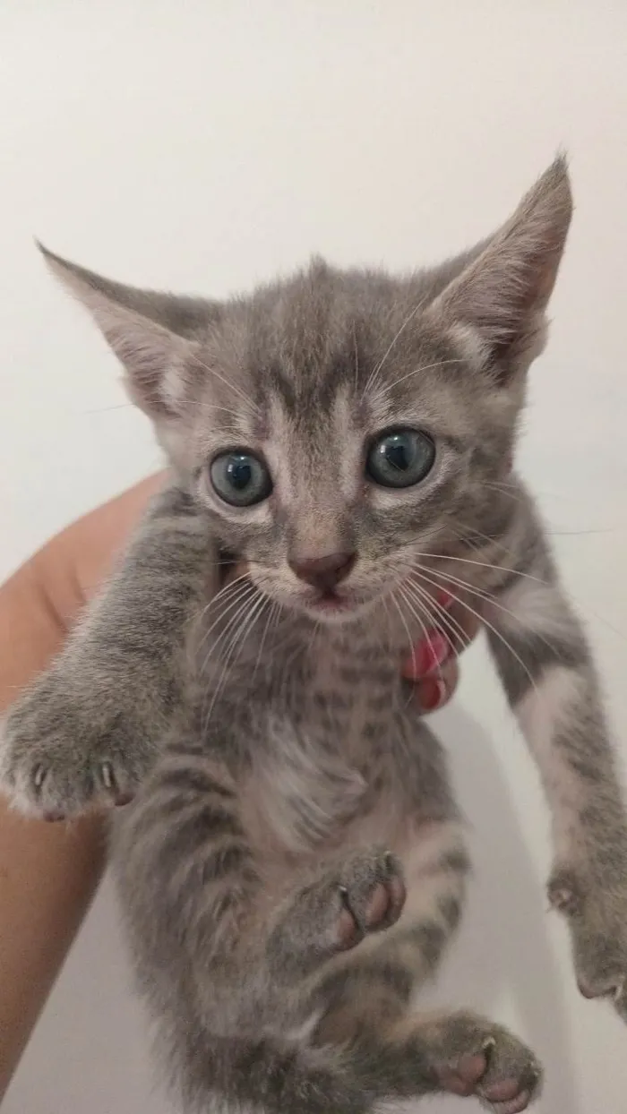Gato ra a  idade 2 a 6 meses nome Gatinhos