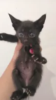 Gatinhos