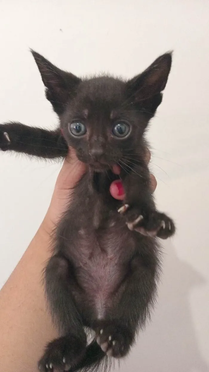 Gato ra a  idade 2 a 6 meses nome Gatinhos