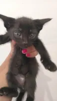 Gatinhos
