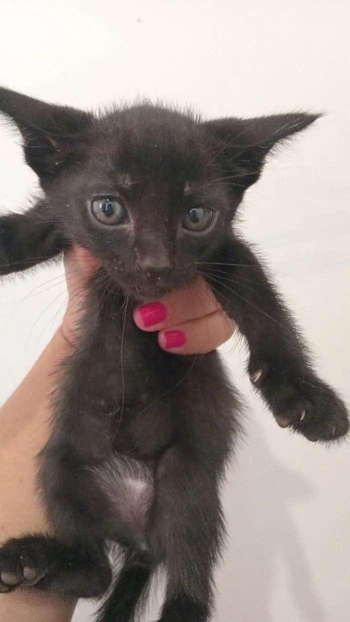 Gato ra a  idade 2 a 6 meses nome Gatinhos
