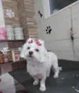 Bela