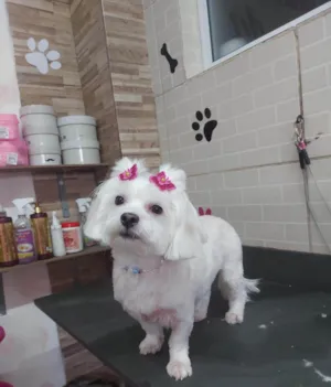 Cachorro raça Maltes idade 5 anos nome Bela