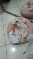 Bela