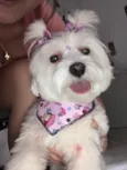 Bela