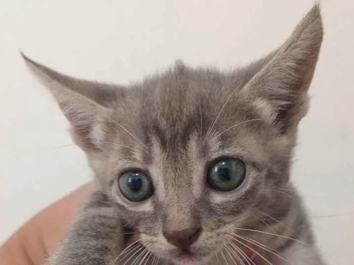 Gato ra a  idade 2 a 6 meses nome Gatinhos