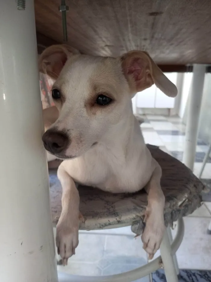 Cachorro ra a SRD-ViraLata idade 7 a 11 meses nome aurora 