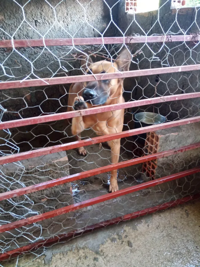 Cachorro ra a Pastor alemão  idade 4 anos nome Spaik