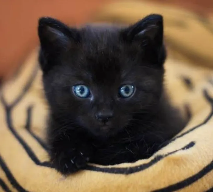 Gato ra a Mestico  idade 2 a 6 meses nome Toquinho 